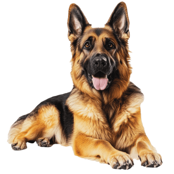 German Shepherd lying down indoors during the day png