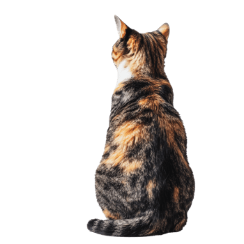 Cat sitting calmly facing away on white background png