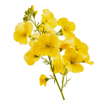 Yellow flowers blooming in springtime light png