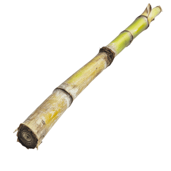 Fresh sugar cane stalk lying on a white surface png
