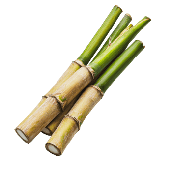 Fresh sugarcane stalks on a white background png