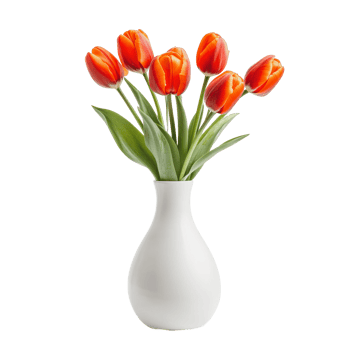 Bright red tulips in a white vase png
