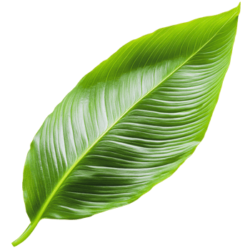 Green leaf on a white background png