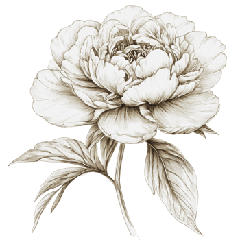 Detailed sketch of a peony flower in bloom png