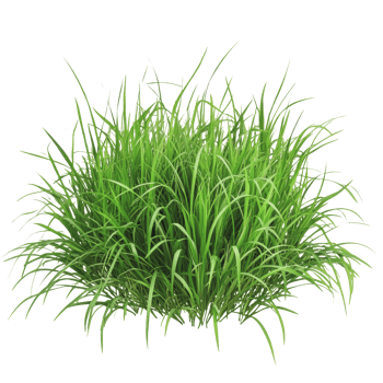 Lush green grass growing in a natural setting png
