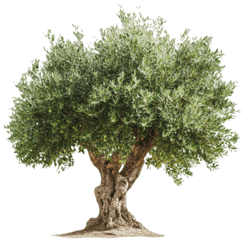 Old olive tree in a sunny field png