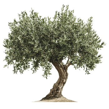 Olive tree with lush green foliage in sunlight png