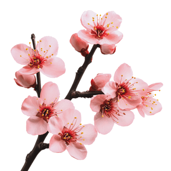Cherry blossoms in bloom during spring season png