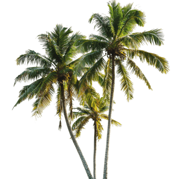 Three tall palm trees against a bright background png