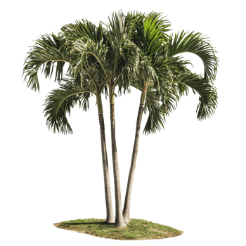 Group of palm trees on a grassy patch png