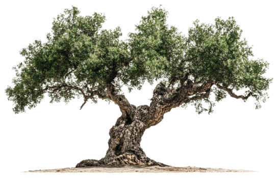 Ancient olive tree with twisted trunk and lush foliage in bright sunlight, cut out - stock . png