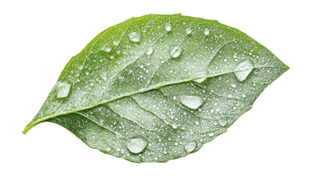 Fresh green leaf with droplets resting, cut out - stock . png