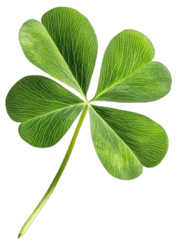 A close-up view of a vibrant four-leaf clover, cut out - stock . png