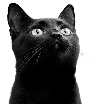 Black cat gazing upward, cut out - stock . png