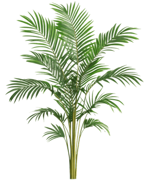 Lush green palm plant in bright indoor space, cut out - stock . png