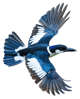 Blue bird in mid-flight with vibrant feathers, cut out - stock . png
