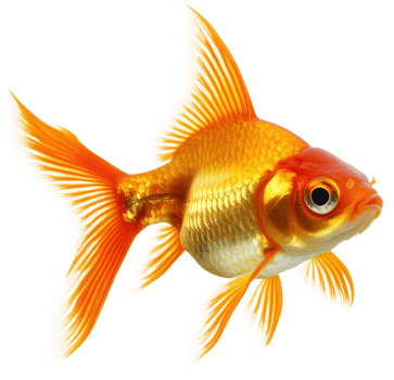 Goldfish swimming in clear water, cut out - stock . png