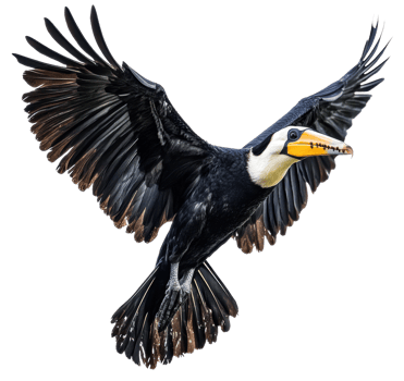 Black toucan in flight over a natural landscape, cut out - stock . png