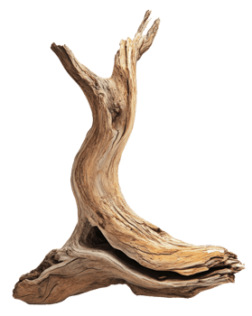 Curved driftwood sculpture, cut out - stock . png