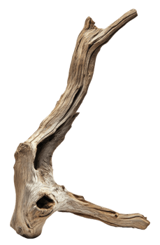 Unique driftwood piece with intricate shapes, cut out - stock . png