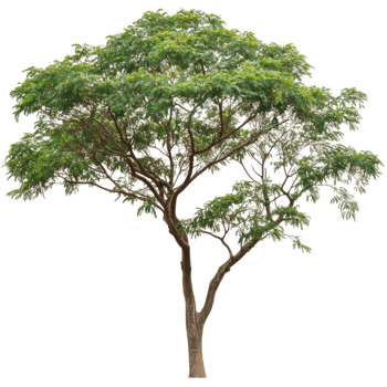 Tall green tree with broad canopy in natural light, cut out - stock . png