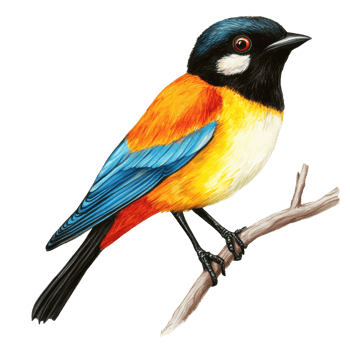 Colorful bird perched on a branch in nature, cut out - stock . png