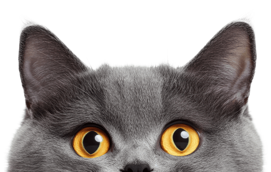 Grey cat with striking yellow eyes looking forward, cut out - stock . png