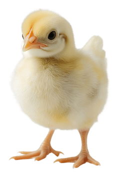 Small yellow chick, cut out - stock . png
