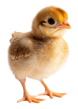 Baby chick standing, cut out - stock . png