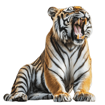 A Bengal tiger roaring in a natural pose captured against a white background png