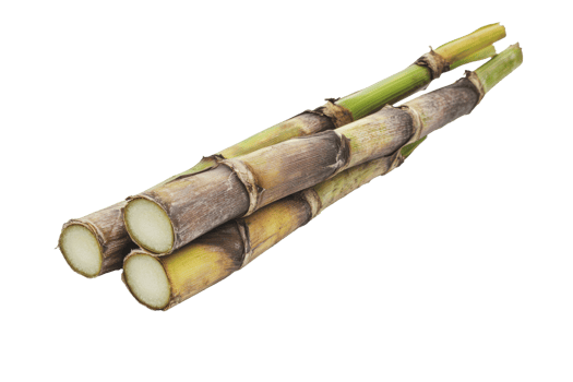 Fresh sugarcane stalks arranged on a white background png