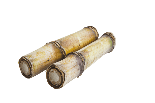 Freshly harvested sugarcane stalks on a white background png