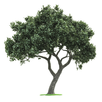 A lush green tree with a thick trunk and sprawling branches thriving in a bright, open space png