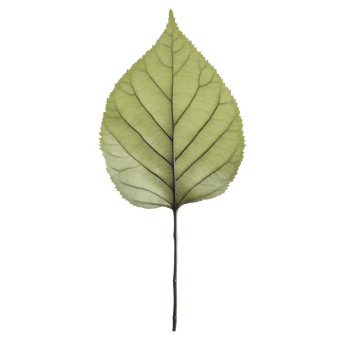 Detailed green leaf with prominent veins resting against a neutral background png
