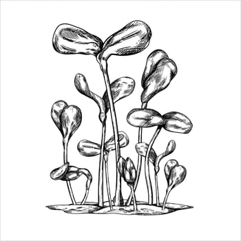 illustration of Young green germinating sunflower sprouts from seeds. Black Etching A plant growing from the soil in a home garden. Hand drawn sketch on isolated background vector