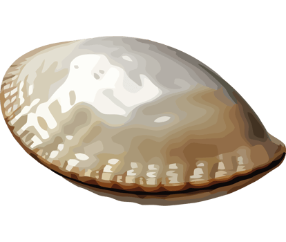 A brown shell on a transparency background png