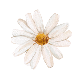 Watercolor chamomile isolated on white background. Floral illustration of a chamomile with white petals. Nature drawing, sketch of a flowering plant. Medicinal plant, healthy drink. png