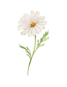 Chamomile flower with stem and leaves. Hand drawn watercolor botanical illustration. Medicinal plant, white flower bud. Design and packaging, print. png