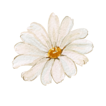 Watercolor chamomile isolated on white background. Floral illustration of a chamomile with white petals. Nature drawing, sketch of a flowering plant. Medicinal plant, healthy drink. png