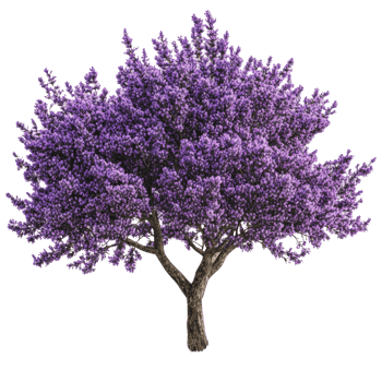 Purple flowering tree in vibrant bloom png