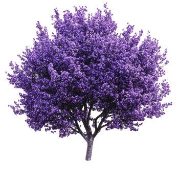 Vibrant purple flowering tree in full bloom png