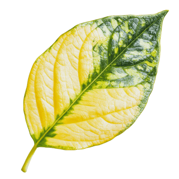 Yellow and green leaf showcasing unique patterns png