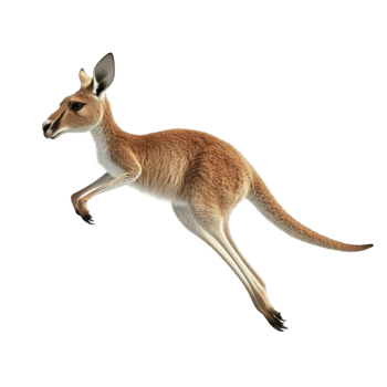 Kangaroo Jumping on Transparent Background AI-Generative png