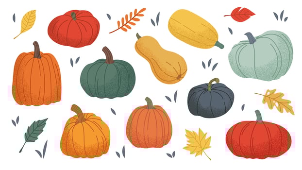 Set of flat pumpkins of different shapes and colours. illustrations of autumn vegetables. Pumpkin on white background vector
