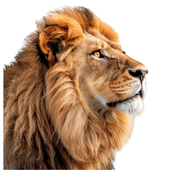 lion transparent background png