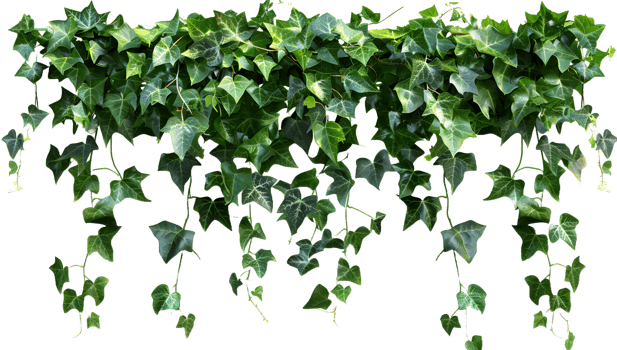 Sasha green ivy hanging png
