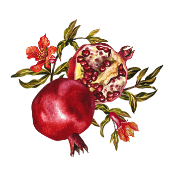 Pomegranate fruits and flowers on a branch. Pomegranate in the section. A watercolor illustration made by hand. For labels, packages. For flyers and posters, for decorating kitchen utensils png