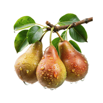 pears on a branch png
