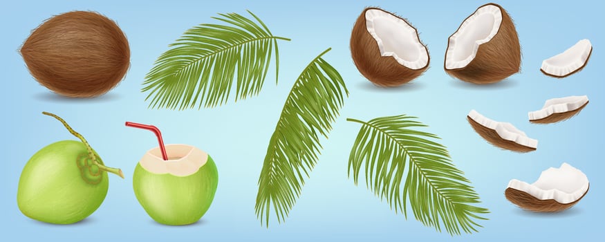 Coconut fruits and palm tree leaves realistic illustration set. Tropical nature. Delicious exotic plant 3d objects on blue background vector