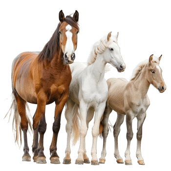 horses transparent background png